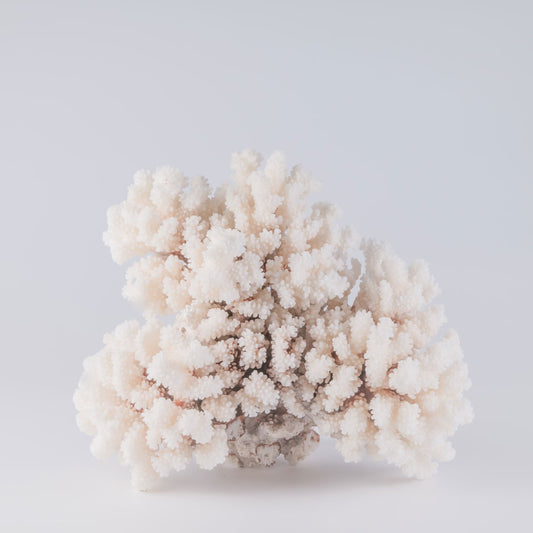 brown stem coral buy brown stem coral decorating with brown stem coral
