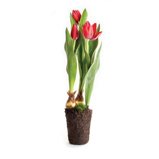 Tulip Drop-In 18"