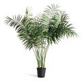 Majesty Palm 6'