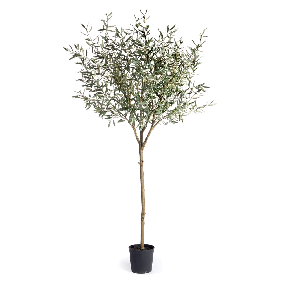 Olive Tree Topiary 8'