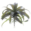 Xerographica Airplant 10.5"