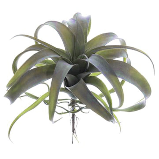 Xerographica Airplant 10.5"