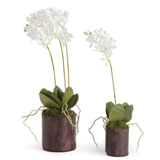 Fairy Orchid Drop-In