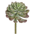 Echeveria "Opalina"