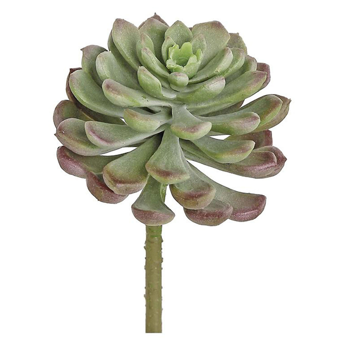 Echeveria "Opalina"