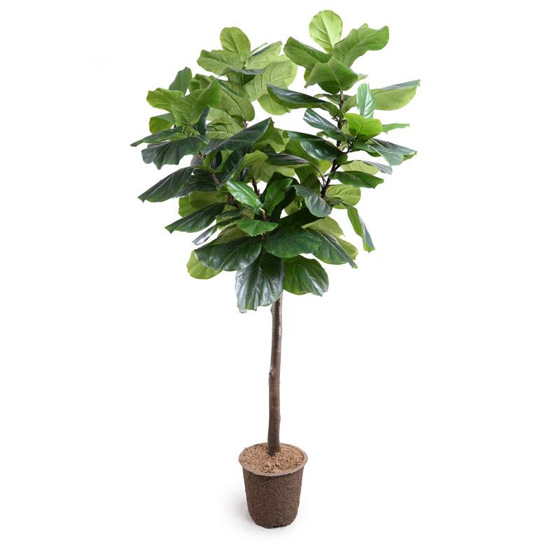 a 7.5' faux fiddle leaf fig tree in a topiary style by Palm Bungalow