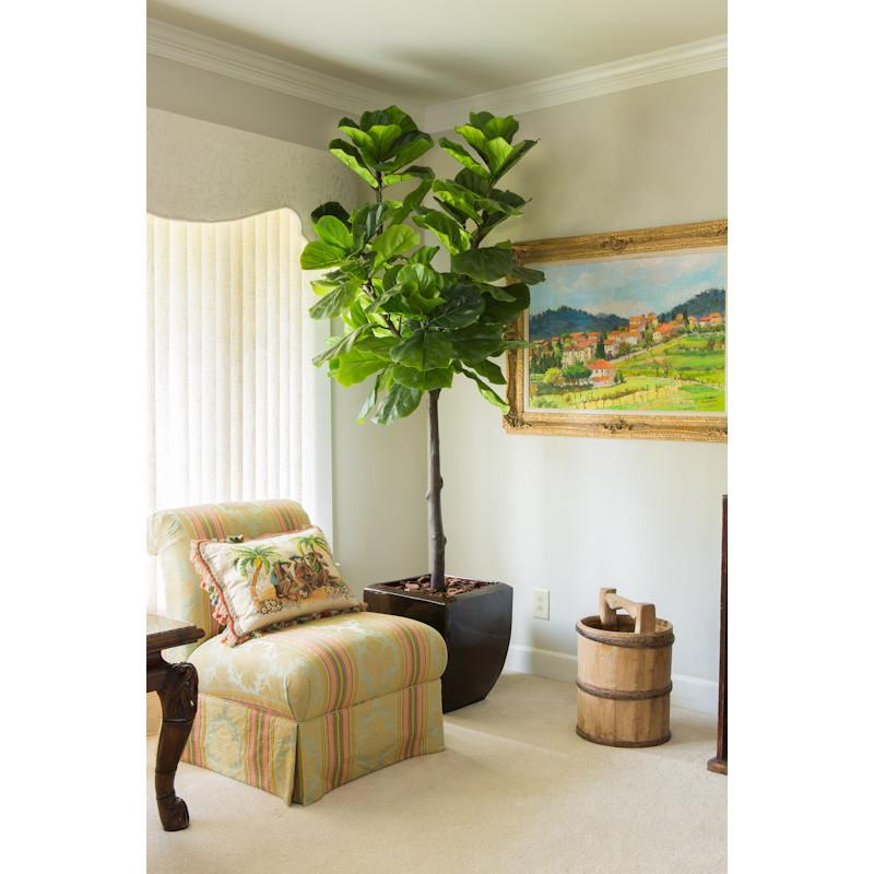 a faux 7.5' fiddle leaf fig tree in a Palm Beach condo