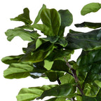 Close-up of faux fiddle leaf fig foliage