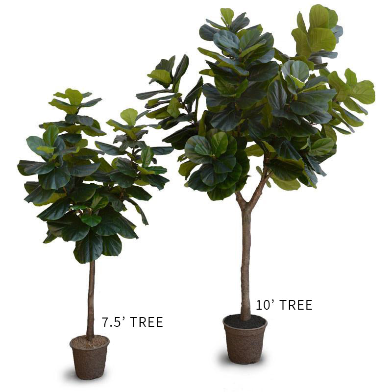 Tall faux fiddle leaf fig tree with multiple natural-looking trunks