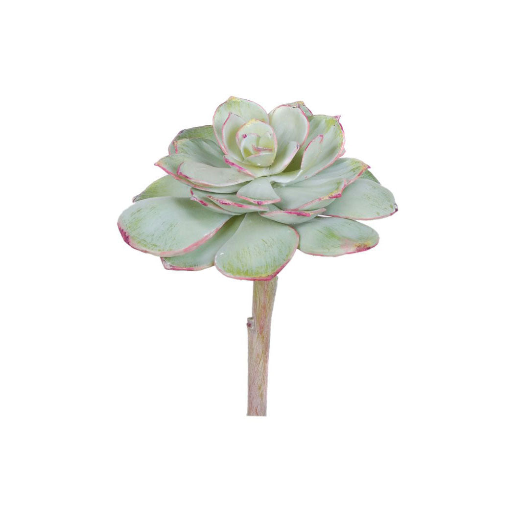 Cats Claw Echeveria