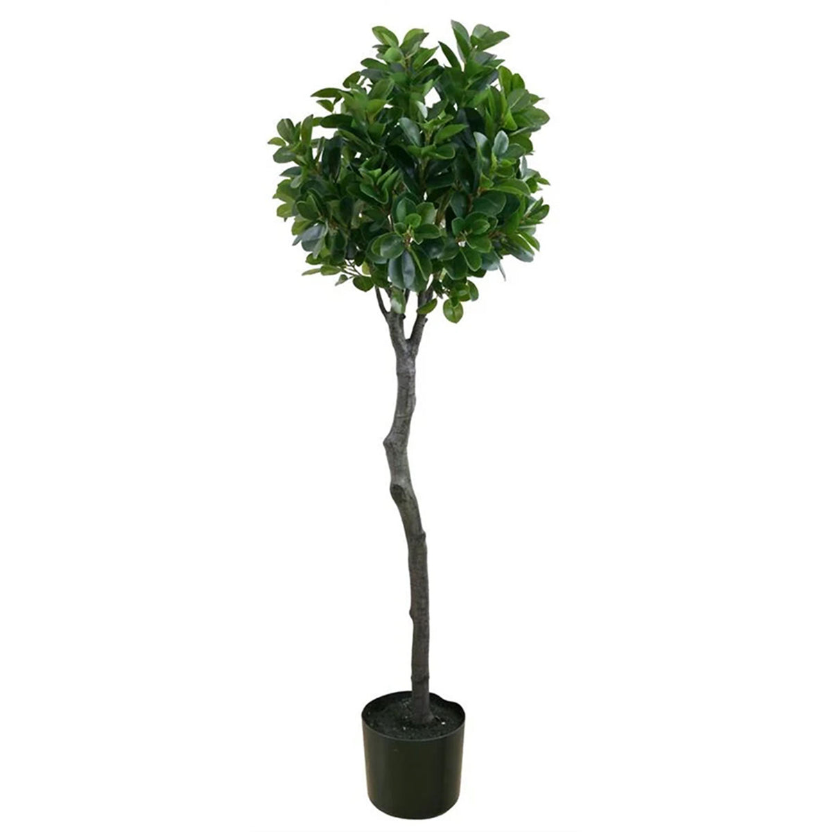 Italian Ficus Tall Topiary