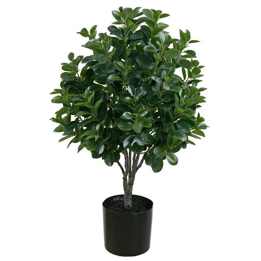 Italian Ficus Bush 3'