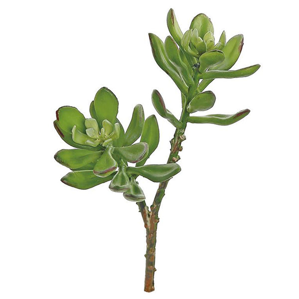 harbor lights jade plant Jade 