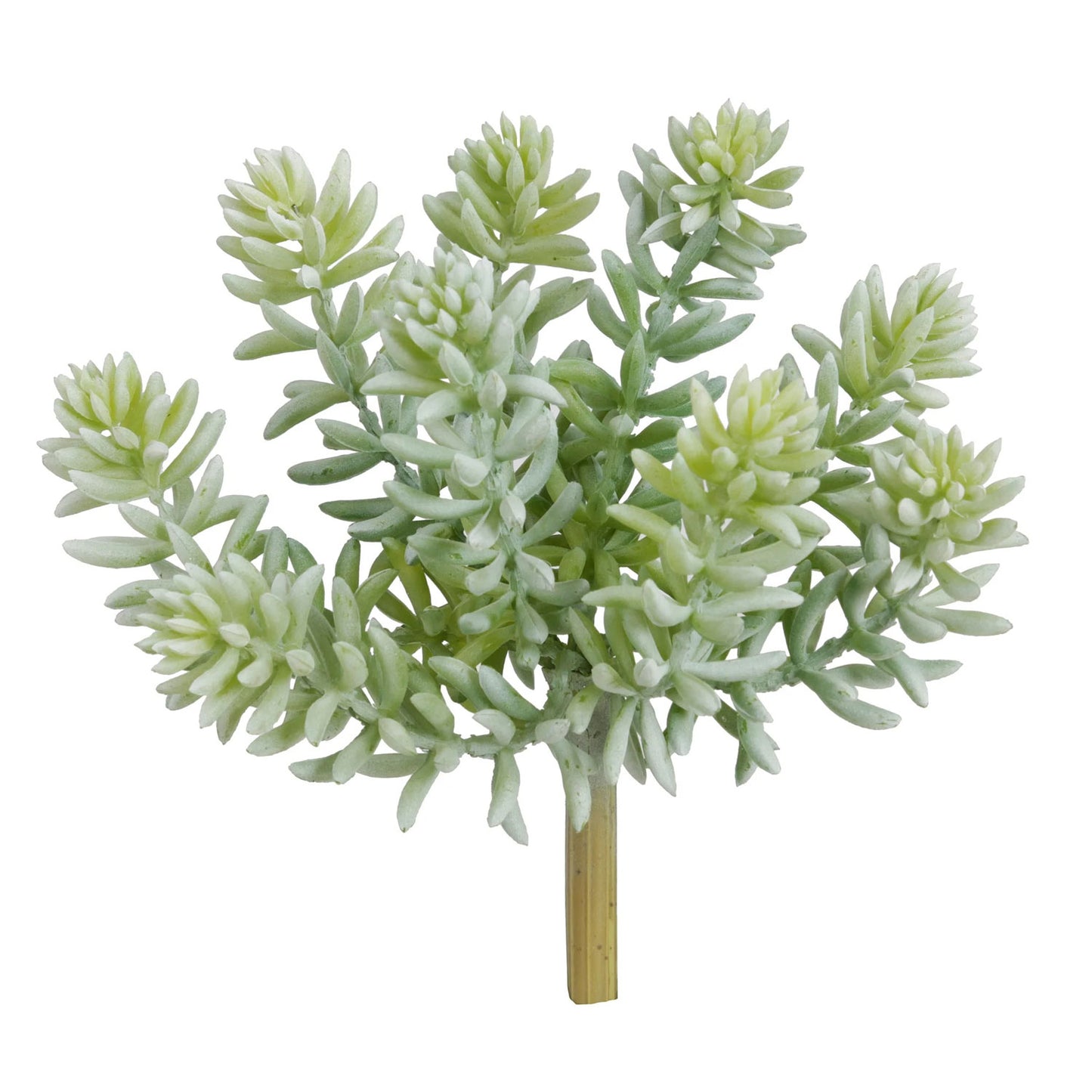 Jade Lotus Succulent