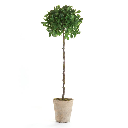 Ficus Single Topiary in Pot 35"