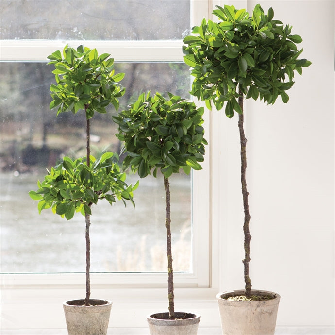 Ficus Single Topiary in Pot 27"
