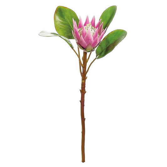 King Protea Pink 20"
