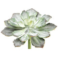 faux succulent permanent succulent faux succulent arrangement