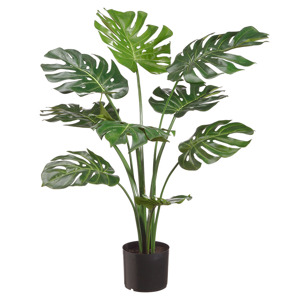 Monstera Plant Potted 3'