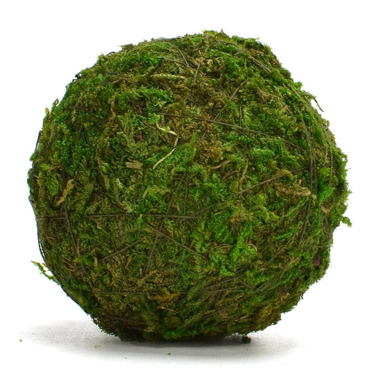 Moss Ball (Preserved)
