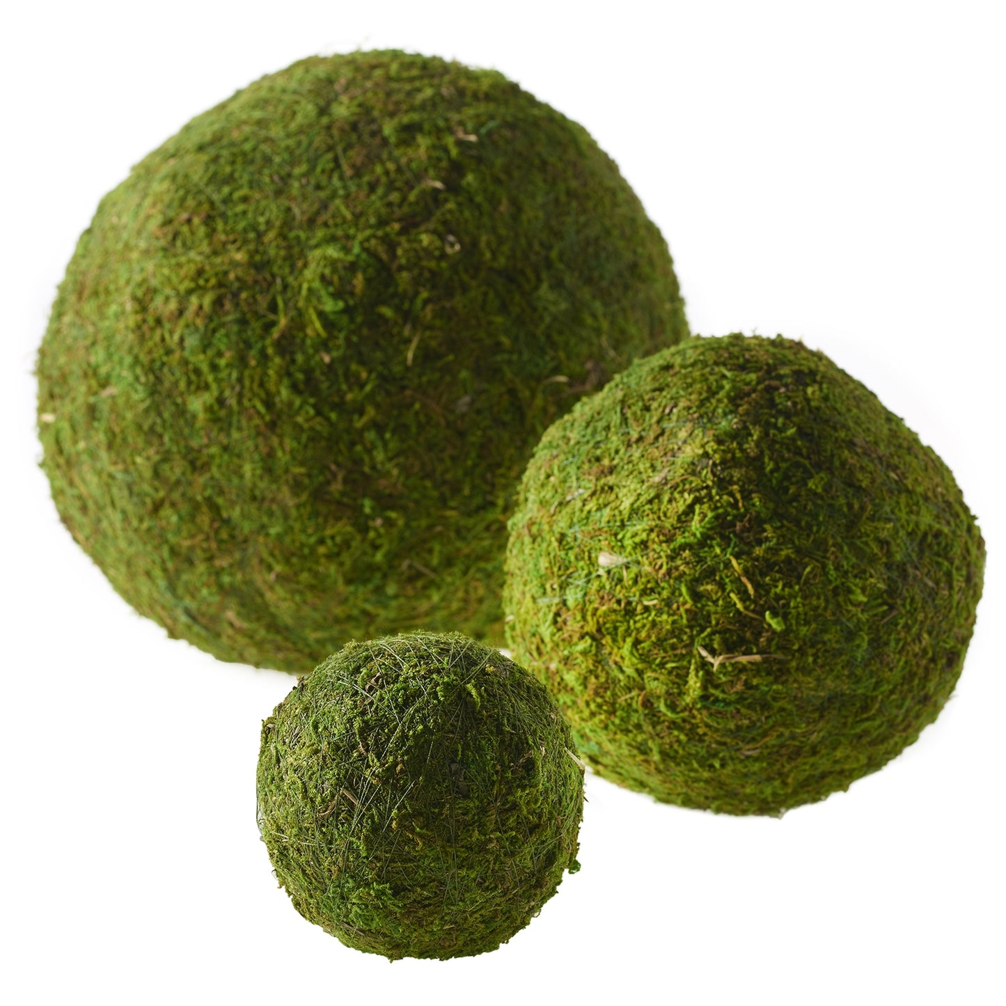 Moss Sphere (Preserved)