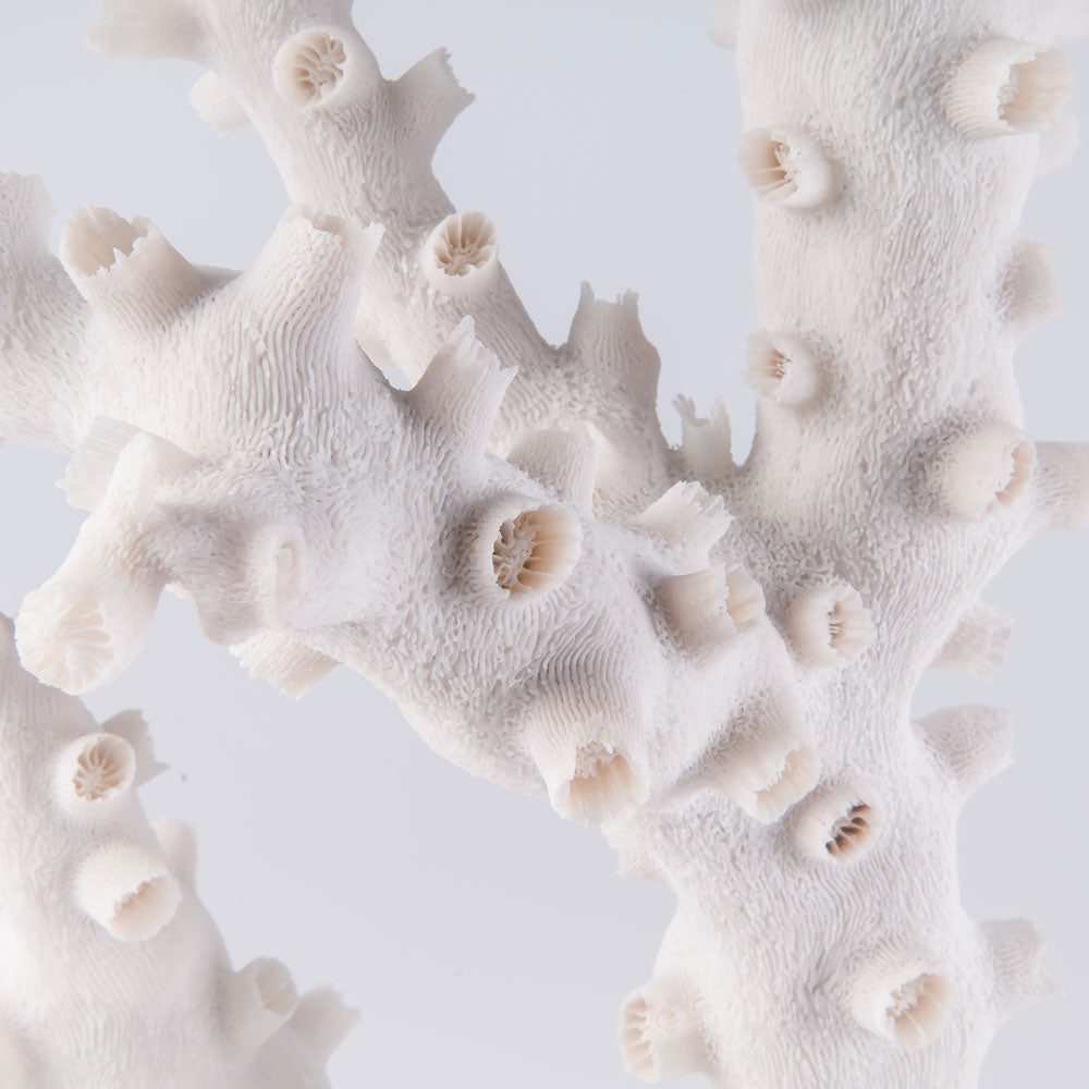 octopus coral buy octopus coral decorating with octopus coral