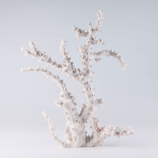 octopus coral buy octopus coral decorating with octopus coral