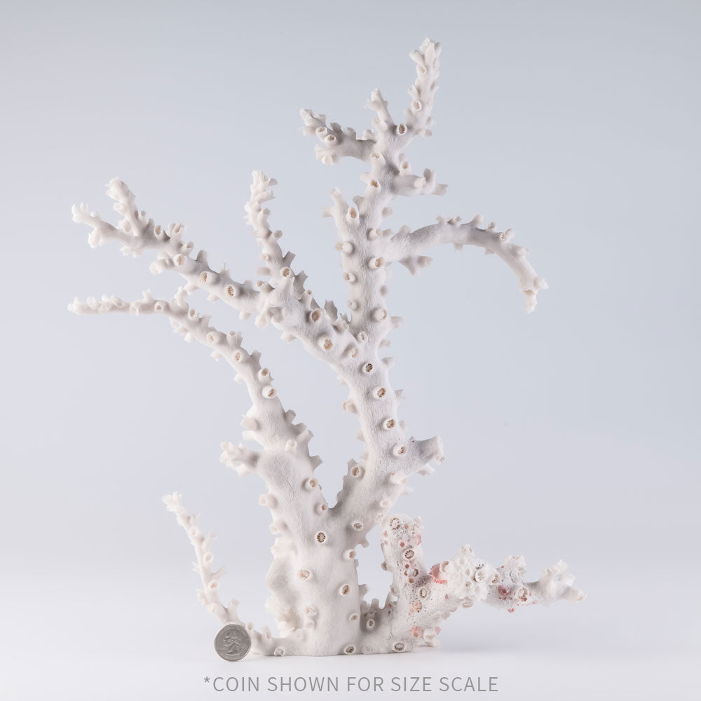 octopus coral buy octopus coral decorating with octopus coral