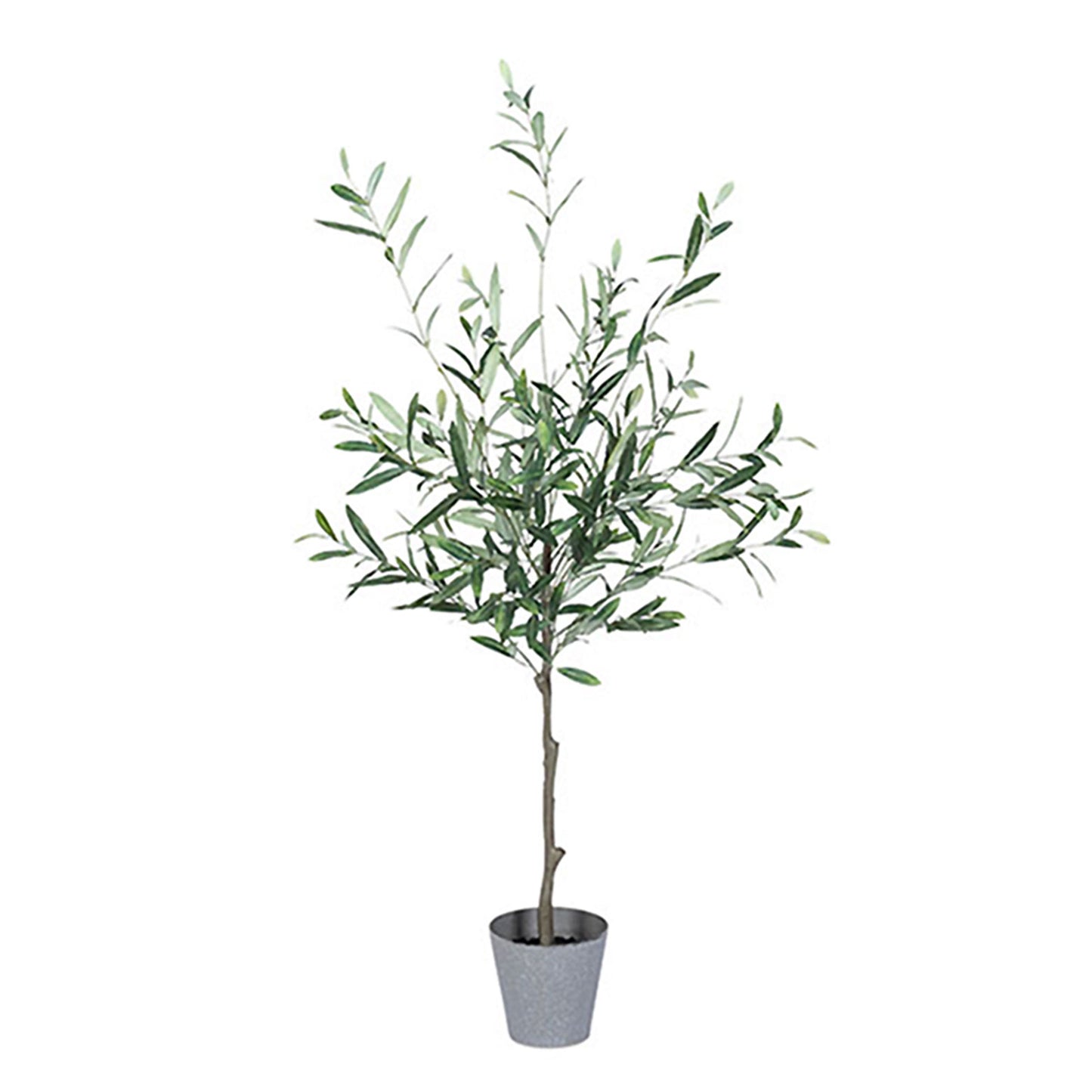 Olive Tree 4'