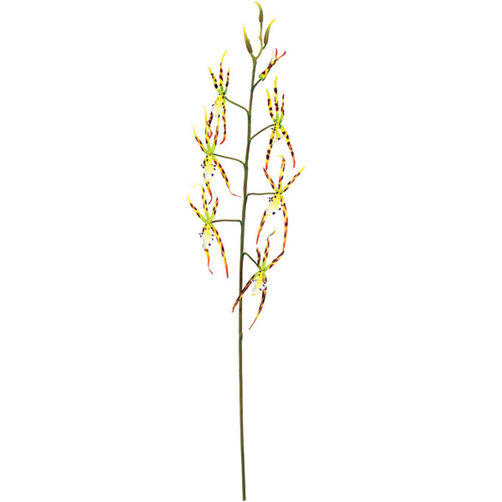 Spider Orchid (Yellow) 38"
