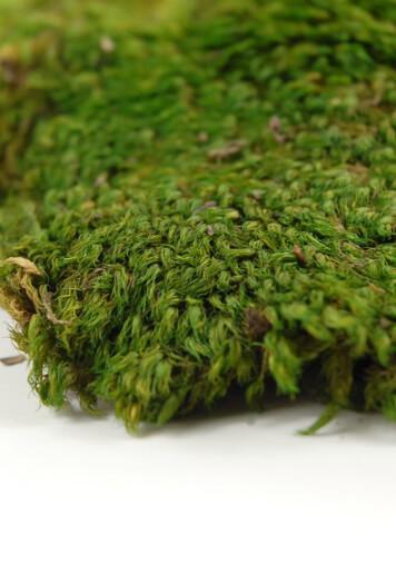 Preserved Mood Moss 8oz box