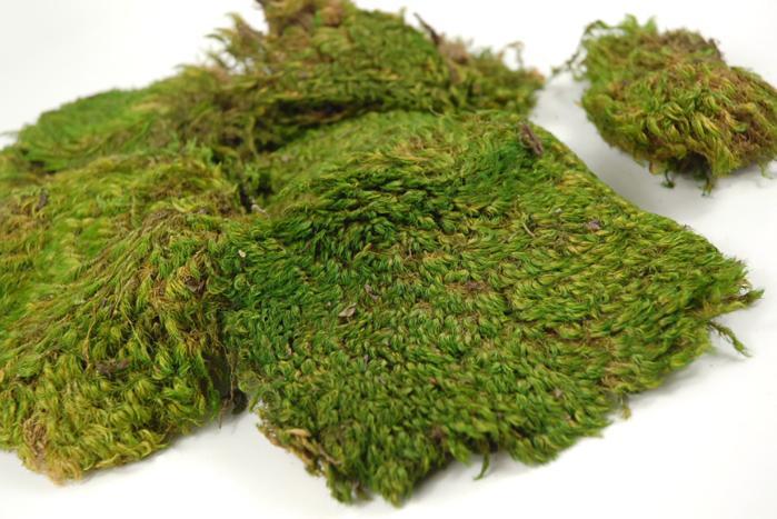 Moss Sphere (Preserved) – Palm Bungalow