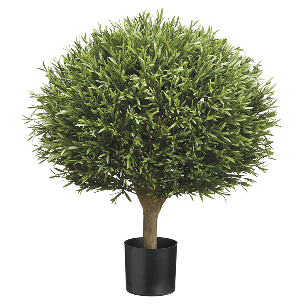 Rosemary Topiary Bush 26"