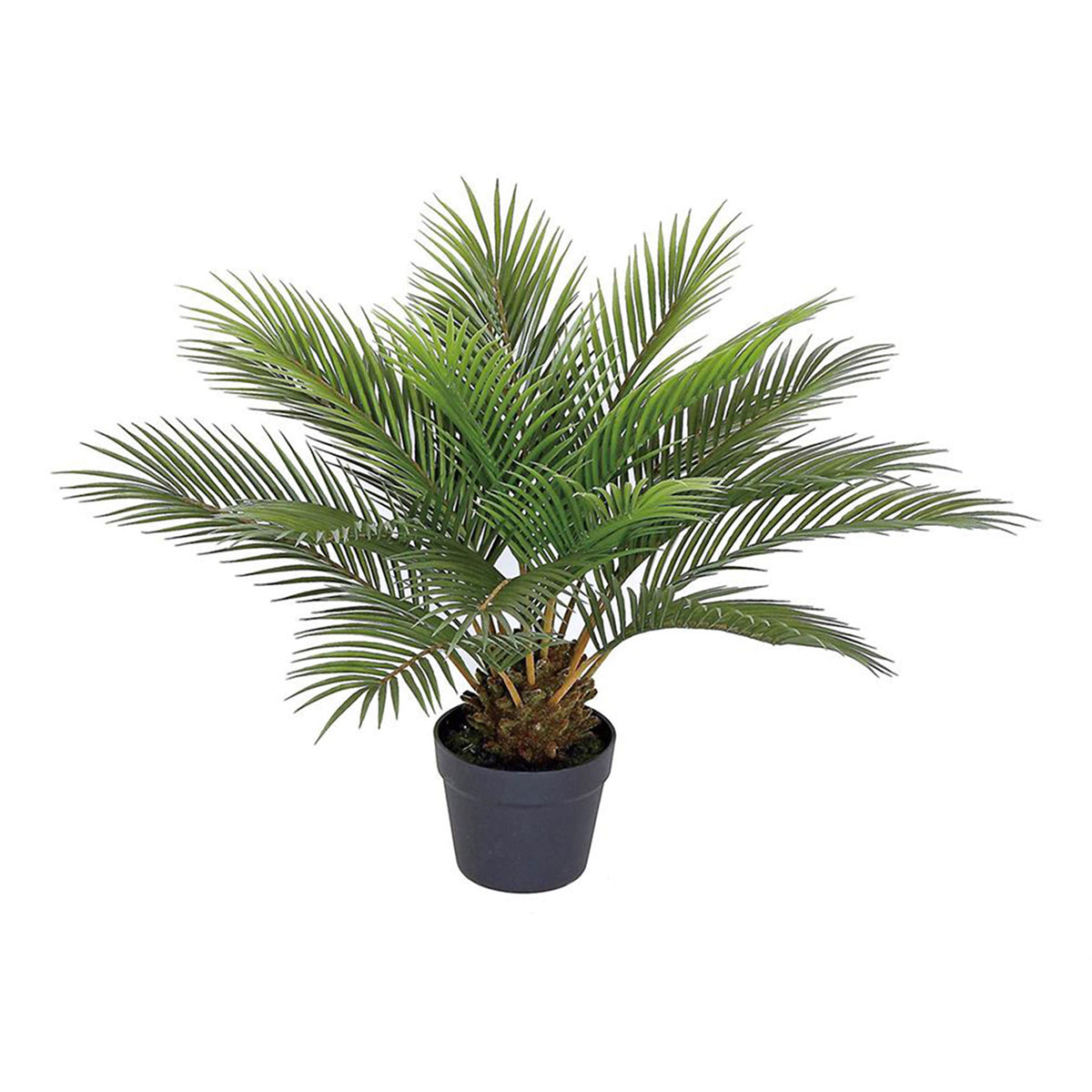 Sago Palm Mini 25"