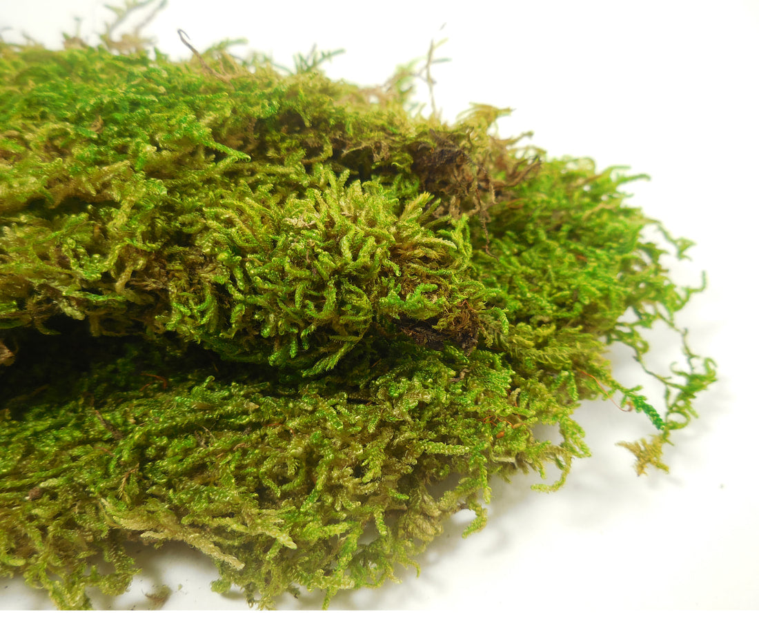 Preserved Sheet Moss 8oz box