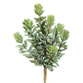 Soft Sedum Succulent