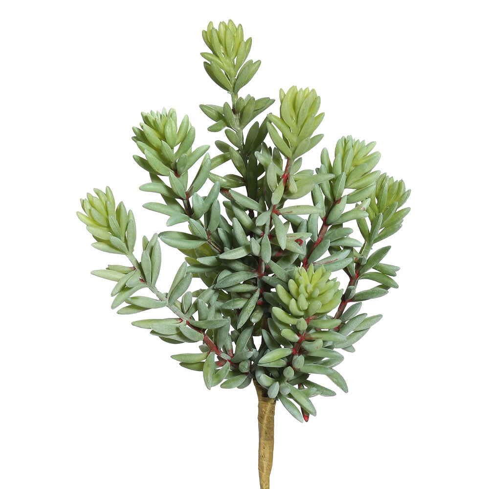 Soft Sedum Succulent