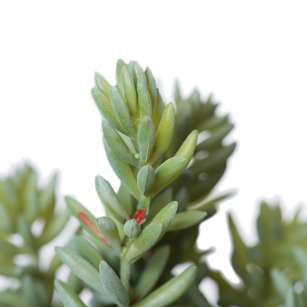 Soft Sedum Succulent