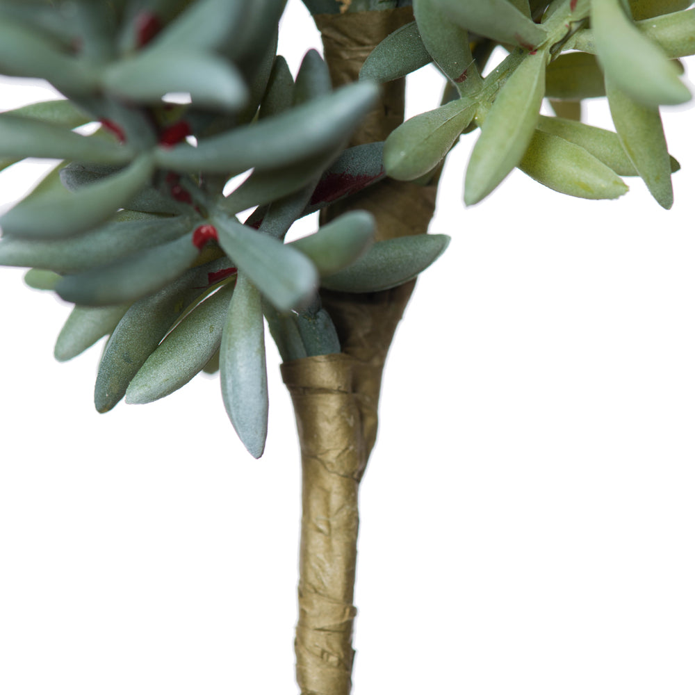 Soft Sedum Succulent