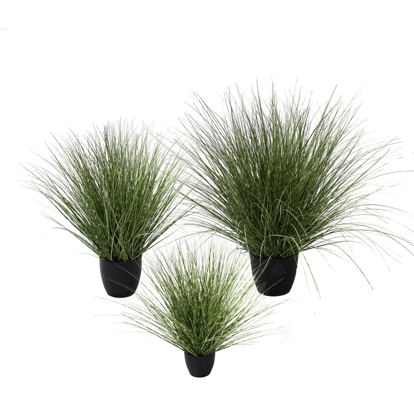 Spotted River Grass Potted