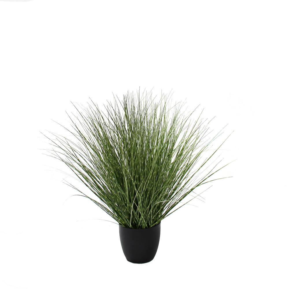 Spotted River Grass Potted