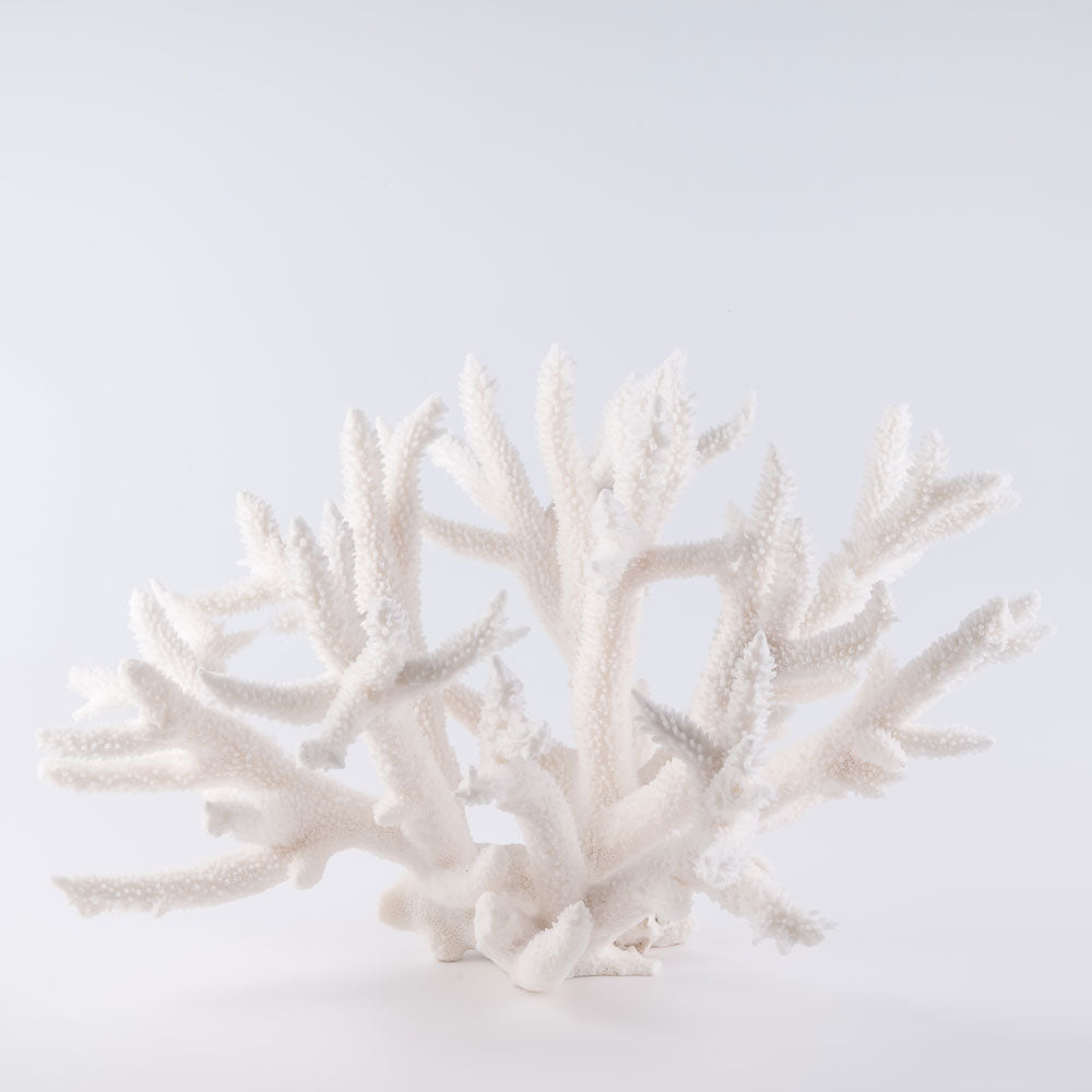 staghorn coral buy staghorn coral decorating with staghorn coral