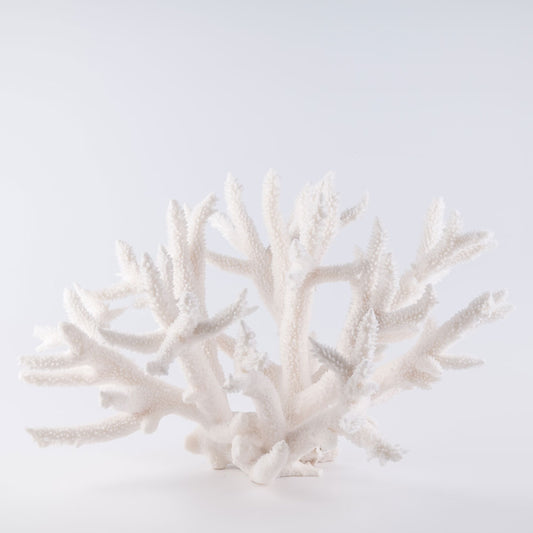 staghorn coral buy staghorn coral decorating with staghorn coral