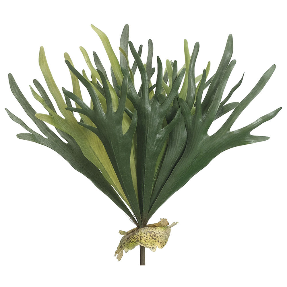 Staghorn Fern 19"