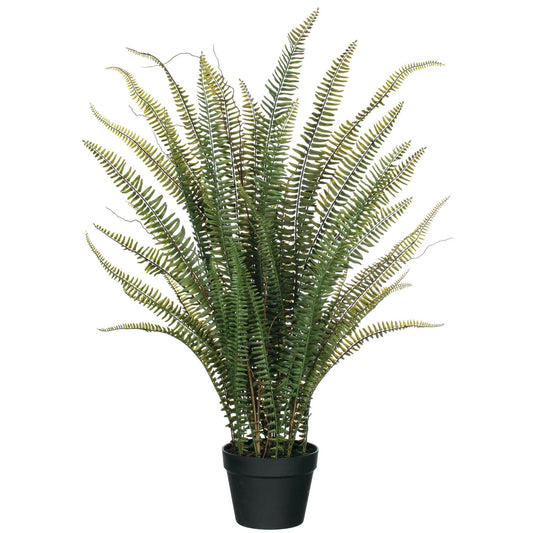 Sword Fern Potted 38"