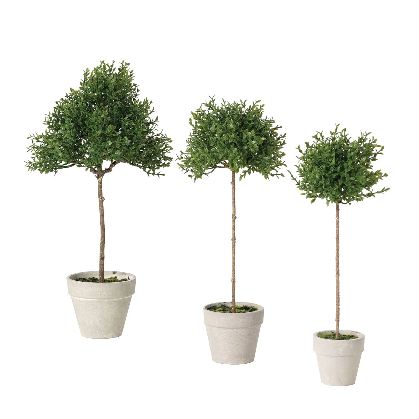 Mini Thyme Topiary in Pot