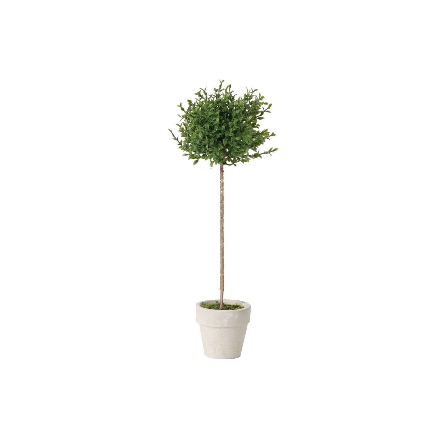 Mini Thyme Topiary in Pot